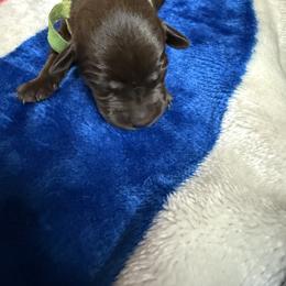 Chocolate Boy 3 - Chocolate male Labrador Retriever puppy in Hebron, Indiana from Farm Creek Retrievers