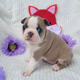 Boston Terrier puppies from Chrysco Boston Terriers