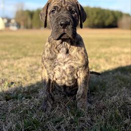 Penelope - Brindle female Great Dane puppy in Scottsburg, Virginia from Virginia Great Danes