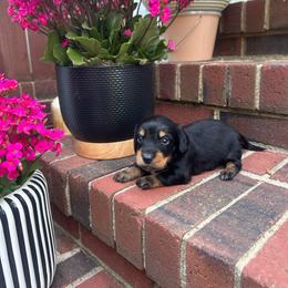 Louie - Black and tan male Dachshund puppy in Burlington, North Carolina from Dachshund Meadows