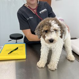 Aussiedoodle Puppies from Crystal Ridge Doodles
