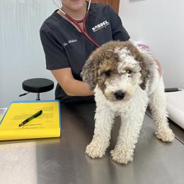 Aussiedoodle Puppies from Crystal Ridge Doodles