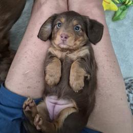 Girl 1 - Chocolate and tan female Dachshund puppy in Plain City, Utah from Furry Godmother Pups