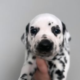 Dalmatian Puppies from Green Acre Dalmatians