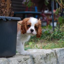 Cavalier King Charles Spaniel Puppies from Halloweentown cavaliers