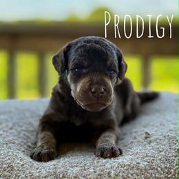 Bismark - Phantom male Poodle puppy in Pella, Iowa from Prodigy Farms Therapy Dogs
