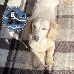 Covie - Cream Dachshund puppy in California from K’s Homestead