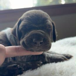 Yellow - Liver and white female German Shorthaired Pointer puppy in Whitelaw, Wisconsin from French Creek GSPs