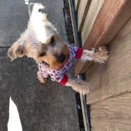 Assorted Doodle Crosses, Double Doodle, Maltipoo, Morkie, and Yorkipoo Puppies from Danza Bolo