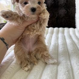 Rose ( reserved for Kendal) - Apricot female Maltipoo puppy in Fredericktown, Missouri from Doodle Pups Fur-Ever