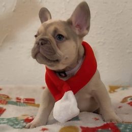 Claribel - Blue fawn female French Bulldog puppy in Spokane, Washington from Lilac City Frenchies