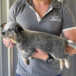 Mable - Male 3 - Blue male Australian Cattle Dog puppy in Jefferson, South Carolina from Blue Creek Farms