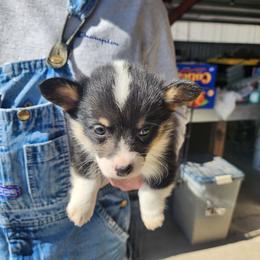 Boy2 - Black and tan male Pembroke Welsh Corgi puppy in Odessa, Missouri from LOYAL T K9's CORGIS