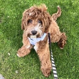 Goldendoodle All Grown Up from Goldendoodle AZ