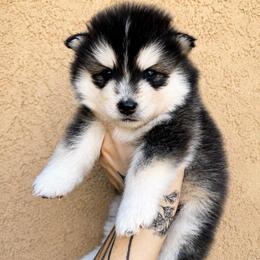Ranger - Gray and white male Pomsky puppy in La Verne, California from Red Cedar Pomskies