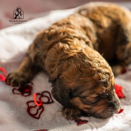 Poodle Puppies from Wilson Family Poodles