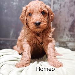 Romeo - Red  male Goldendoodle puppy in Pasco, Washington from Camp Doodle Woods