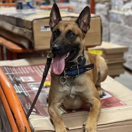 Scratch - Belgian Malinois