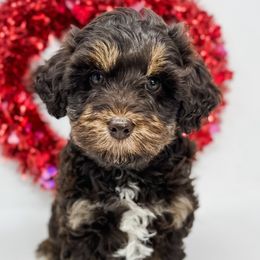 Aussiedoodles and Goldendoodles from Cane Creek Goldendoodles