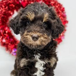Aussiedoodles and Goldendoodles from Cane Creek Goldendoodles