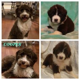 Aussiedoodle All Grown Up from Triple Creek Aussies and Doodles