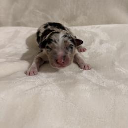 Boy 4 - male Australian Shepherd puppy in Dundee, Ohio from Aussies Of Circle H