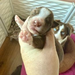 Garnet - Red tri female Miniature Australian Shepherd puppy in Gatesville, Texas from Southern Promise Aussie’s