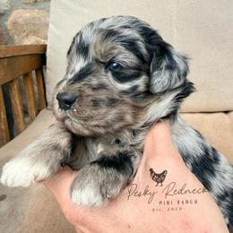Nudist - Blue merle female Aussiedoodle puppy in Colorado Springs, Colorado from Pesky Redneck Mini Ranch