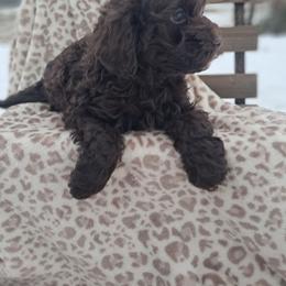 Dorothy - Brown female Cockapoo puppy in Mena, Arkansas from Ouachita River Cockapoos