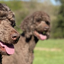 Poodles from Goode Standards