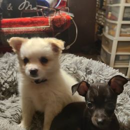Chihuahua and Dachshund Puppies from Hope's pups