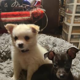 Chihuahua and Dachshund Puppies from Hope's pups