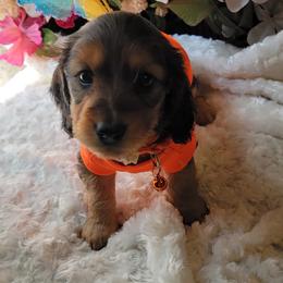 Dachshund Puppies from CLARK'S BREEDING PROGRAM