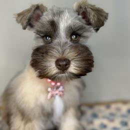 Miniature Schnauzer and Poodle Puppies from LR&R Dog Co.