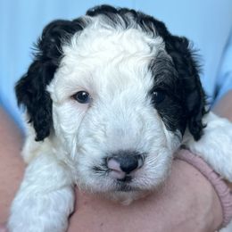 Red Collar Male - Black and white male Sheepadoodle puppy in Hilton, New York from Finger Lakes Doodles