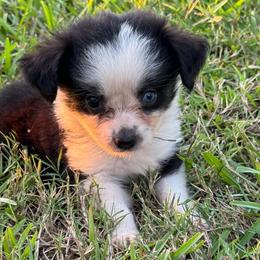 Tinkerbell - Black tri female Toy Australian Shepherd puppy in Ambrose, Georgia from Brandilyn's Aussies