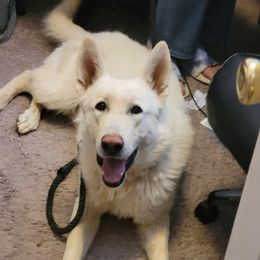 Frost - German Shepherd