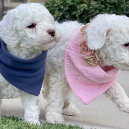Goldendoodle and Poodle Puppies from Doodle Puppy Parti