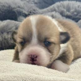 Betsy - Red female Pembroke Welsh Corgi puppy in Brashear, Texas from Sherwood Acres Pembrokes