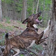 Katie - Mountain Cur