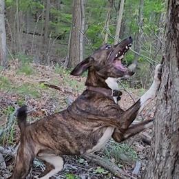 Katie - Mountain Cur