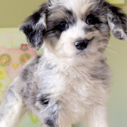 Aussiedoodle, Australian Shepherd, and Miniature Australian Shepherd Puppies from Bline's Awesome Aussies CA