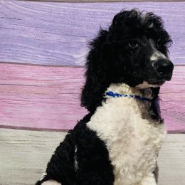 Bently blue collar - Poodle puppy in Salisbury, North Carolina from Majestic’s Poodles