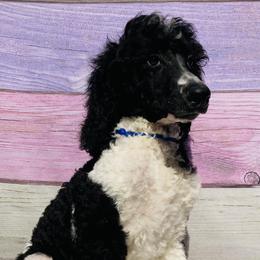 Bently blue collar - Poodle puppy in Salisbury, North Carolina from Majestic’s Poodles