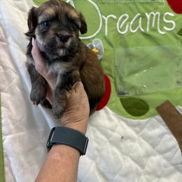 Havanese Puppies from Charlie’s Havanese Angels