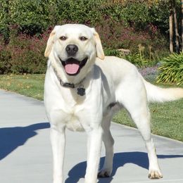 Labrador Retriever adult dog