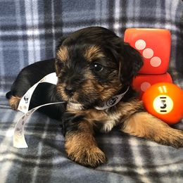 Boy 1 - Black and gold Yorkshire Terrier puppy in Marion, Indiana from Brandon's Yorkshire Terriers