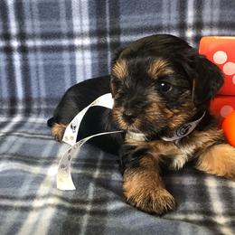Boy 1 - Black and gold Yorkshire Terrier puppy in Marion, Indiana from Brandon's Yorkshire Terriers