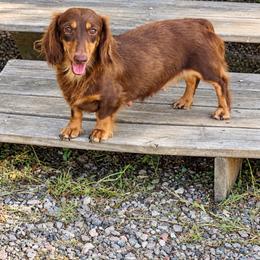 Lola - Dachshund