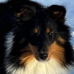Secret - Black white and tan female Shetland Sheepdog puppy in Roanoke, Virginia from Romestar performance K9